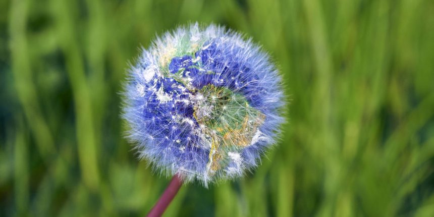 Dandelion with earth shape against green backgound
